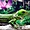 Iguane vert au parc des Mamelles