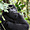Parc national de Kahuzi-Biega: Gorille