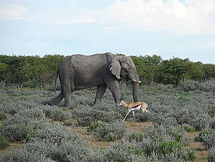 Eléphant et Springbok