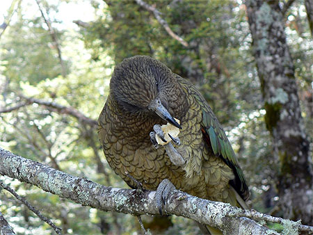 Un kea qui aime mes chips Un kea qui aime mes chips