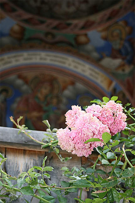Fleur dans le monastère de Rila