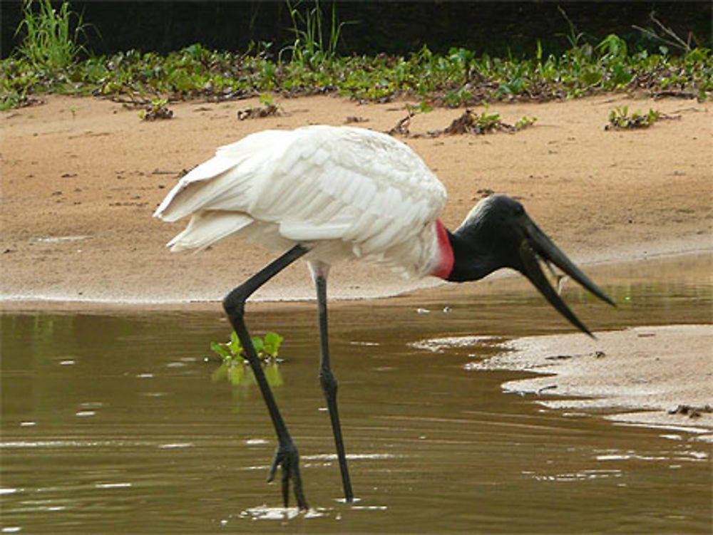 Le Jabiru symbole du pantanal