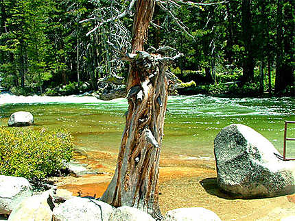 Yosemite, arbre foudroyé