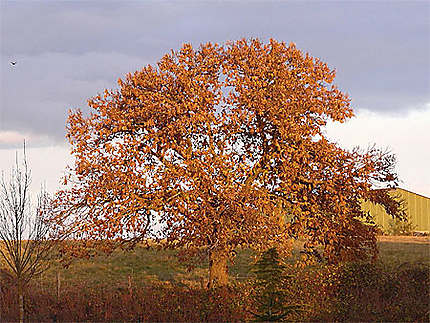 Châtaignier dans les ors du soir