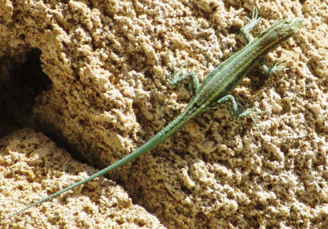 Lézard vert Lézard vert