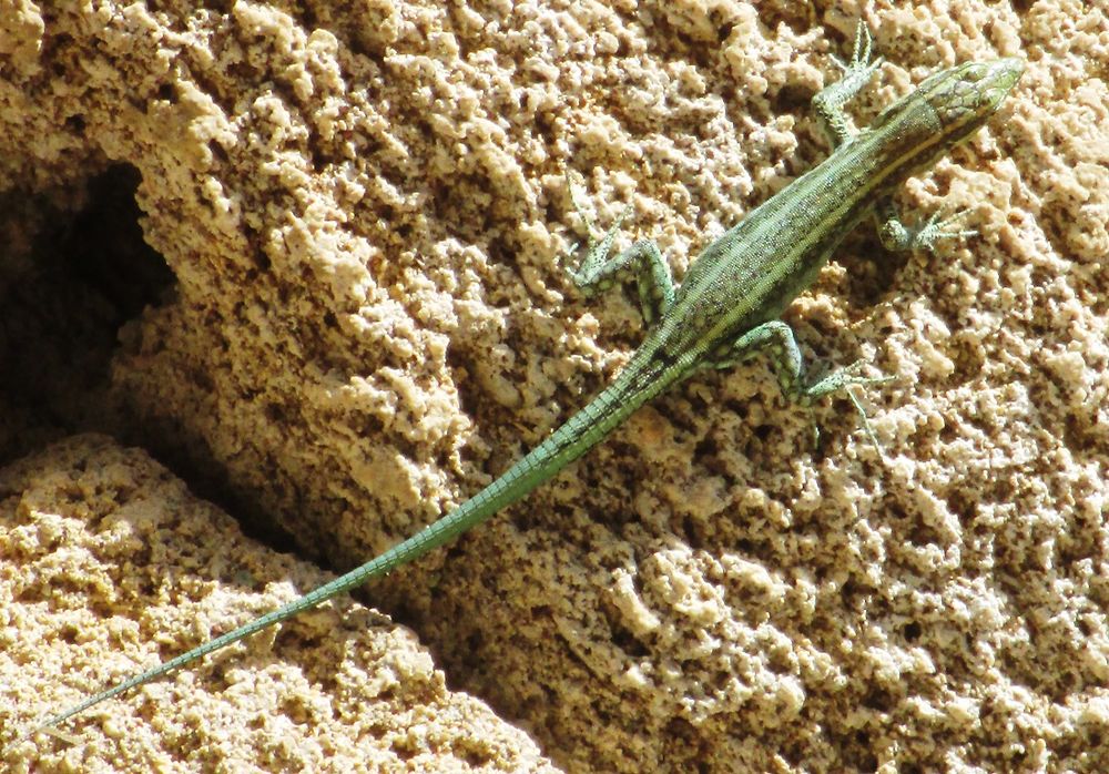 Lézard vert 