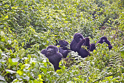 Groupe de gorilles dans la jungle