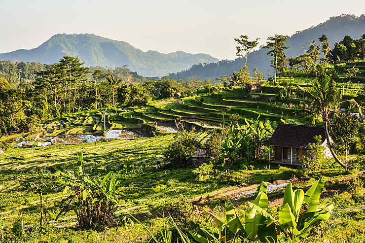 Rizières de Sidemen, Bali