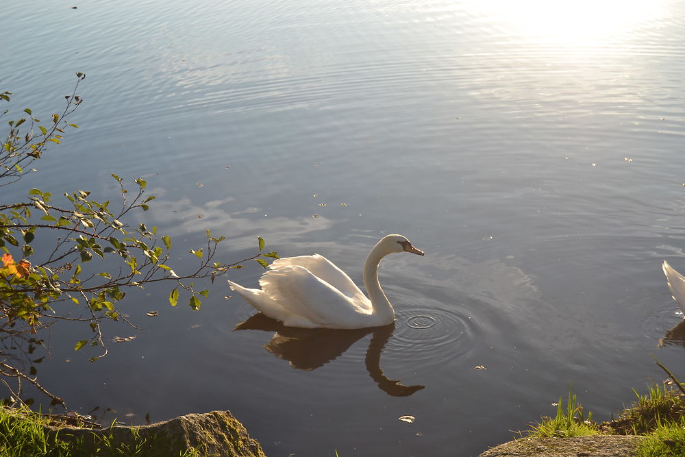 Un Cygne sur le plan d'eau de Lormes