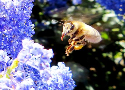 L'abeille  "Cristolienne" sur fleur bleue