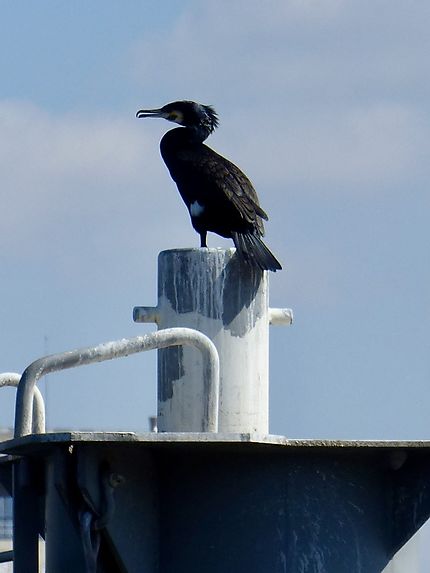 Un magnifique Cormoran en bord de Seine