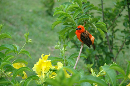 Oiseau Oiseau