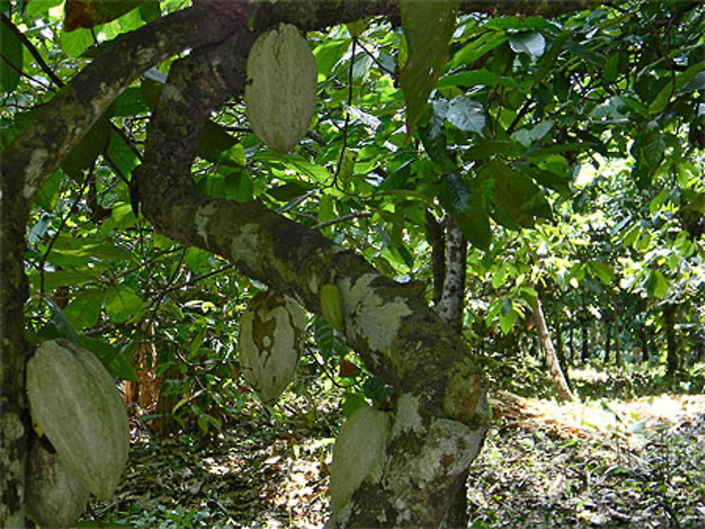 Plantation de cacaoyers