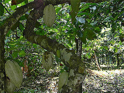 Plantation de cacaoyers