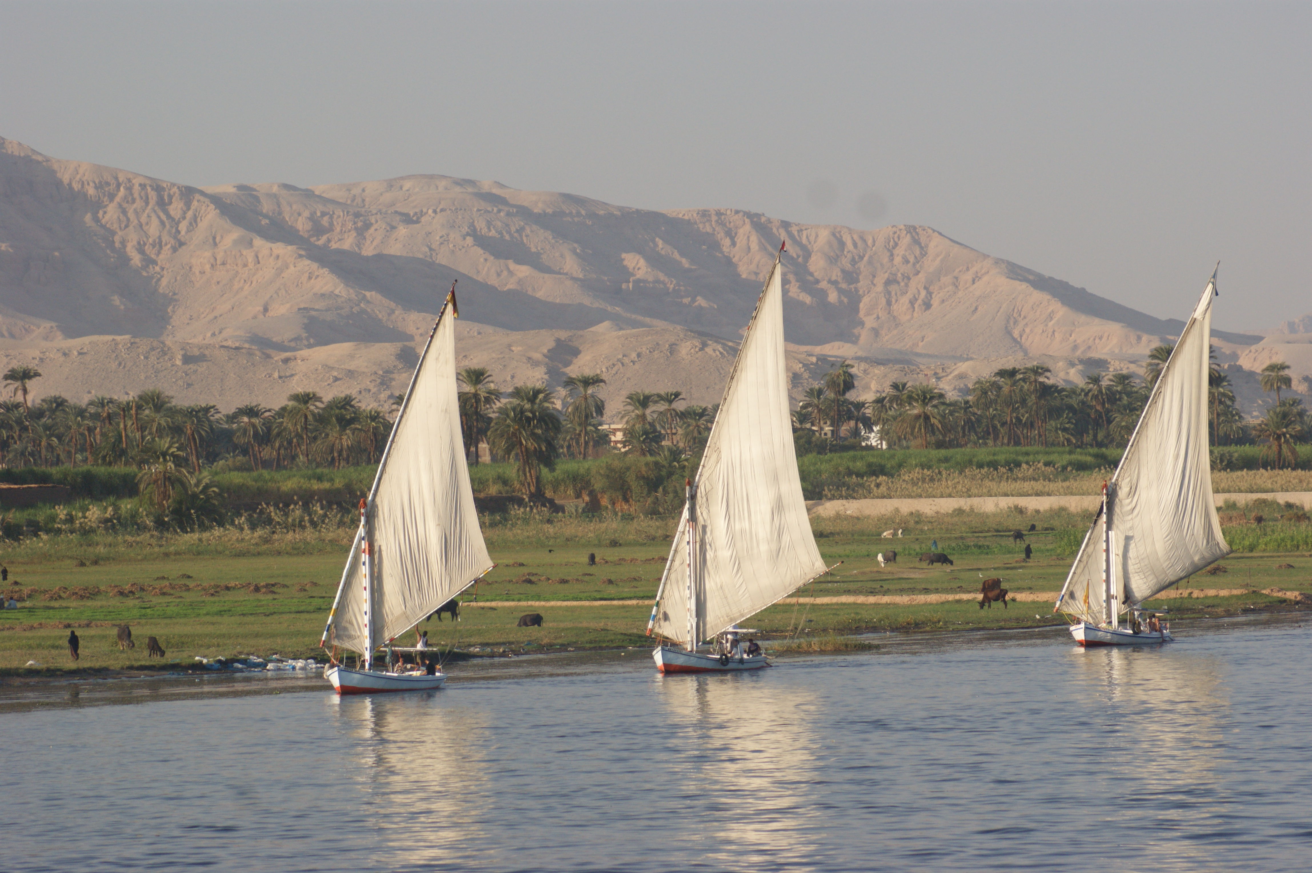 Felouques sur le Nil