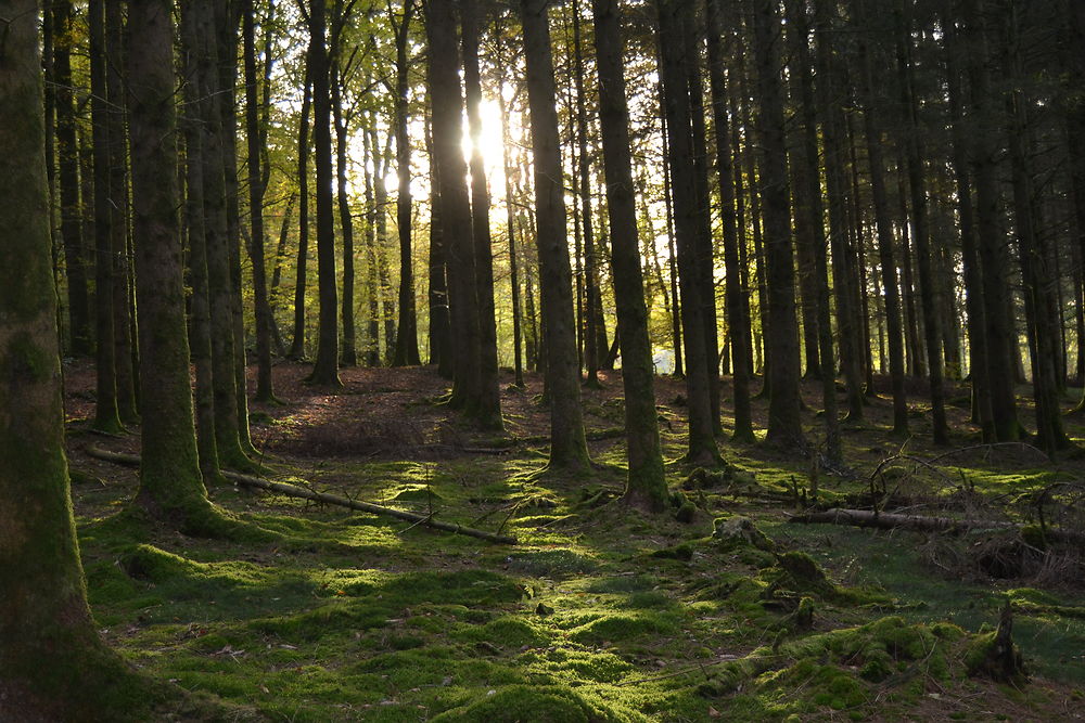 Soleil dans le sous bois de sapin