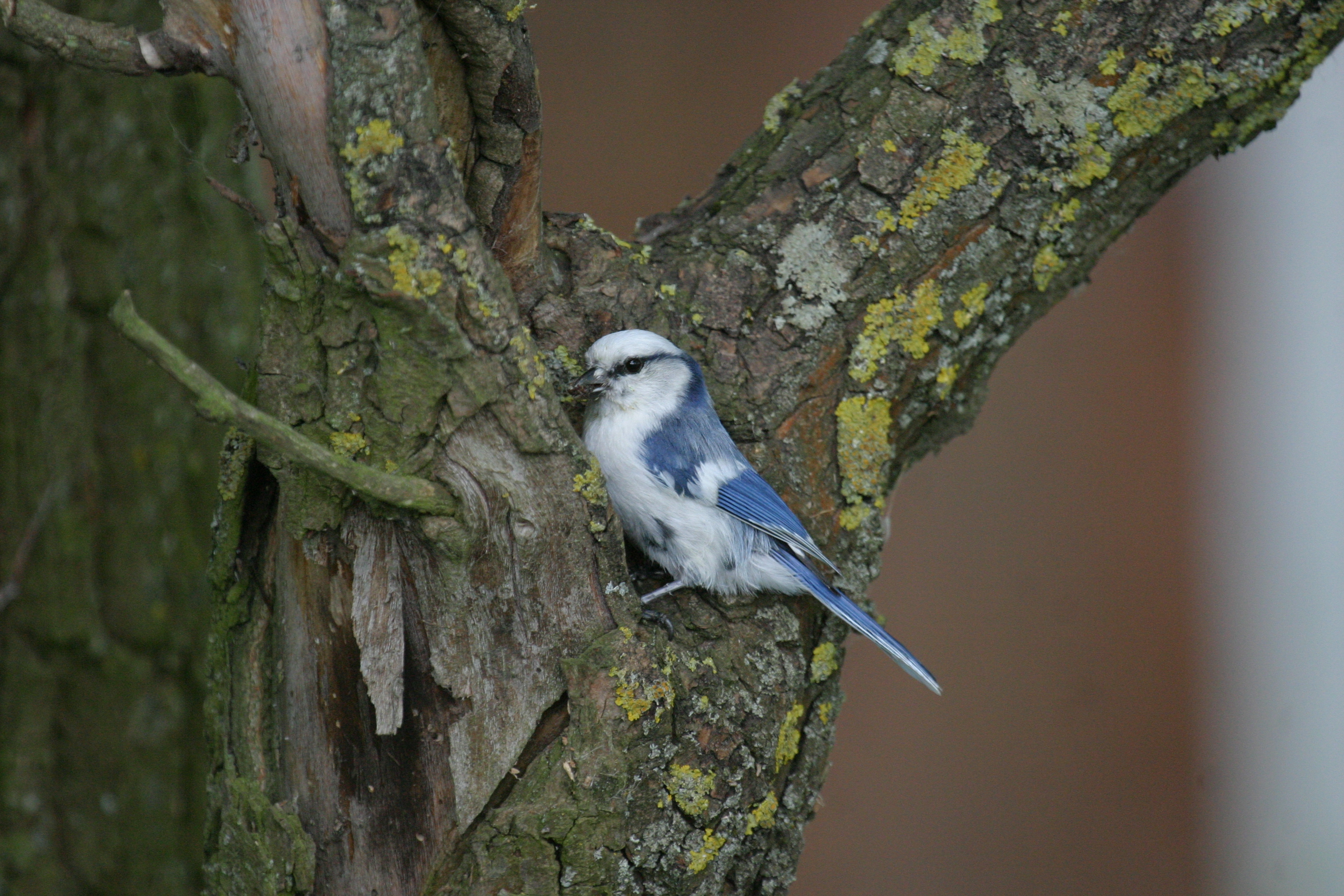 Oiseaux rares en Biélorussie