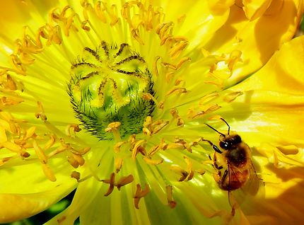 L'abeille  "Cristolienne" sur fleur jaune