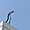 Un oiseau sur le toit Villa Méditerranée 