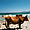 Des vaches au soleil sur la plage de Saleccia