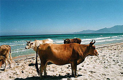 Des vaches au soleil sur la plage de Saleccia