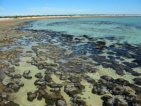 Stromatolites Stromatolites
