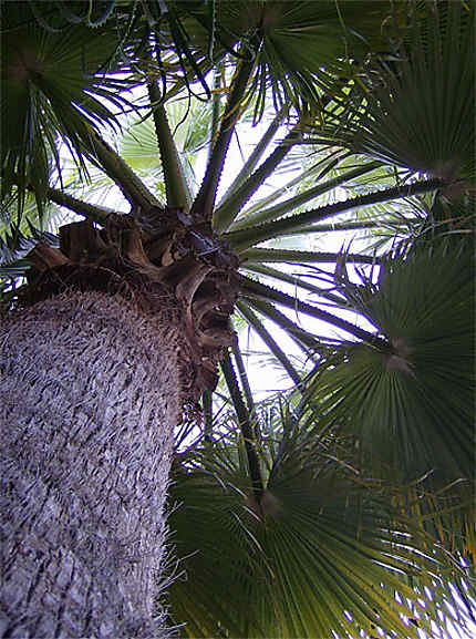 Coeur de palmier