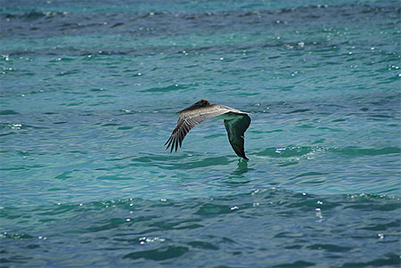 Pélican Pélican