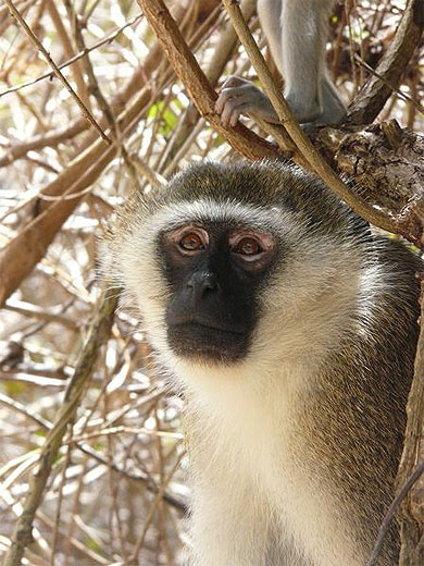 Singe kenyan Singes Animaux Animaux Mombasa Mombasa et