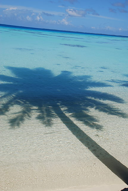 Palmes aquatiques
