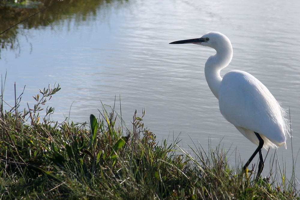 Aigrette à l'automne