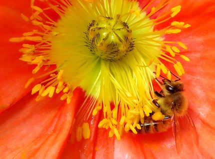L'abeille  "Cristolienne" sur fleur rouge