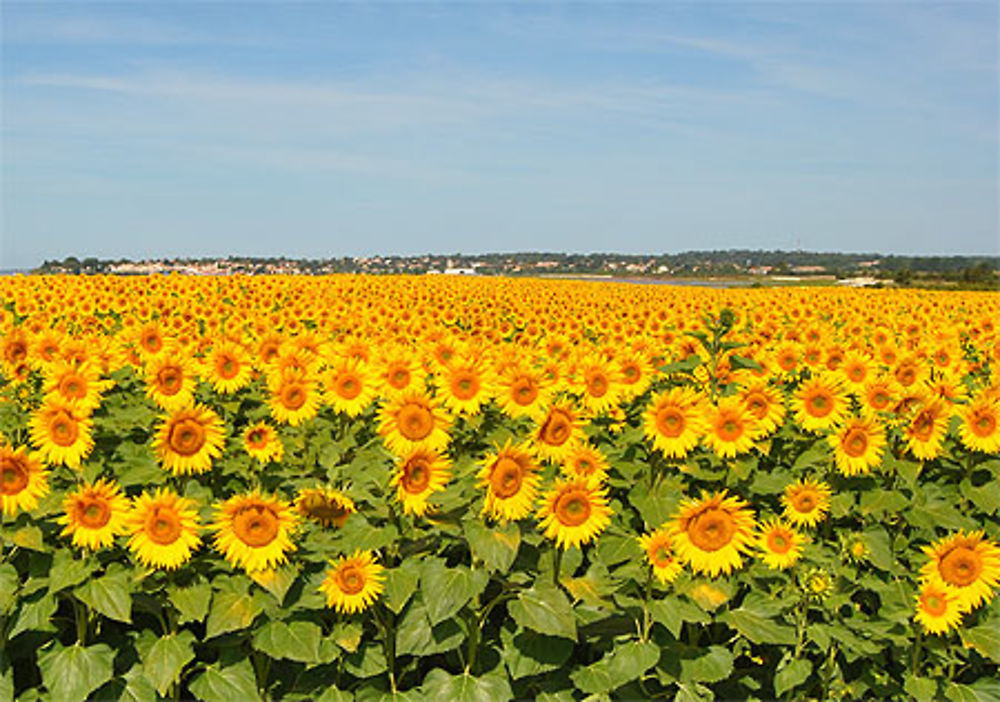 Superbe champ de tournesol