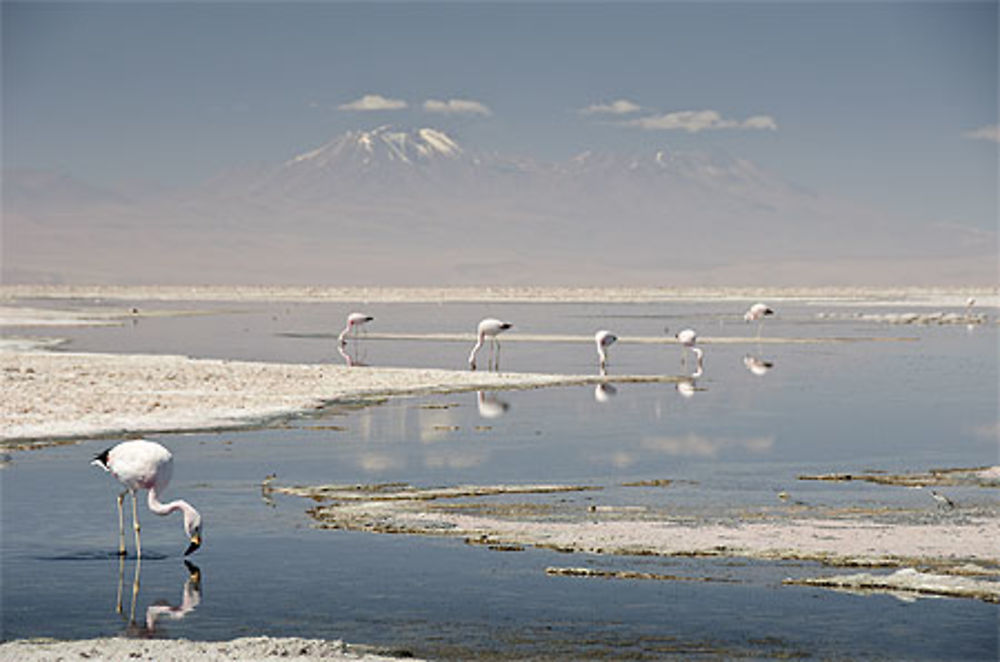 Flamants roses d'Atacama