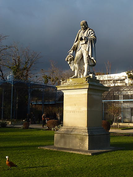 Statue de Daubenton