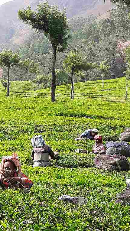 Plantation de thé, Munnar