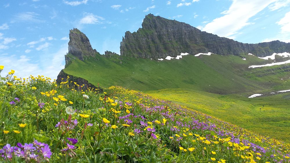 Hornstrandir en été