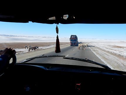 Priorité aux piétons en Mongolie