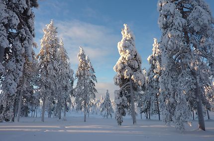 Forêt en Laponie finlandaise 