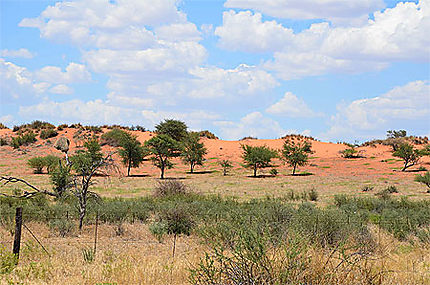 Dunes du Kalahari