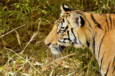 Jeune tigre de profil