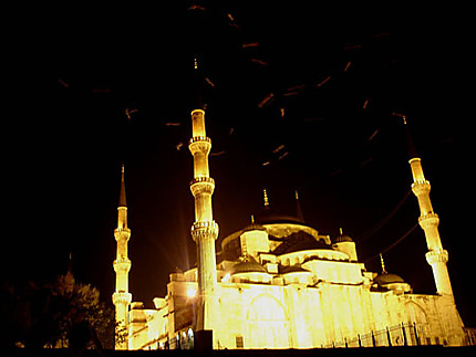 Vol de mouettes sur la mosquée bleue