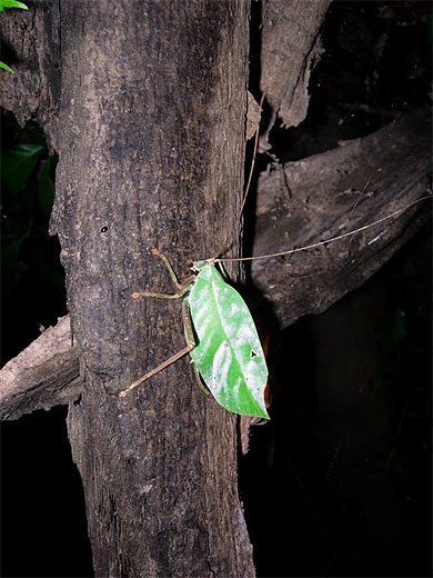 Un insecte-feuille (ou une feuille-insecte ??) Un insecte-feuille (ou une feuille-insecte ??)