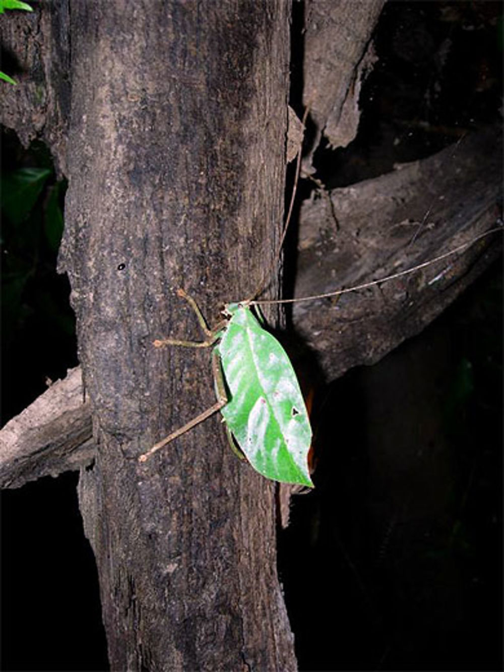 Un insecte-feuille (ou une feuille-insecte ??)