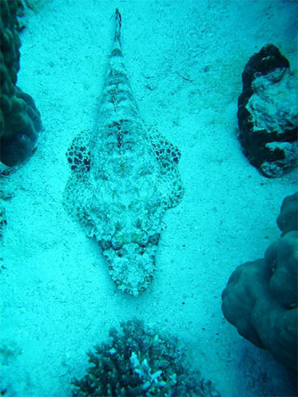 Poisson crocodile