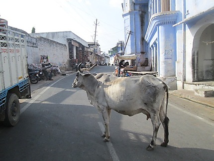 Vache à Pushkar