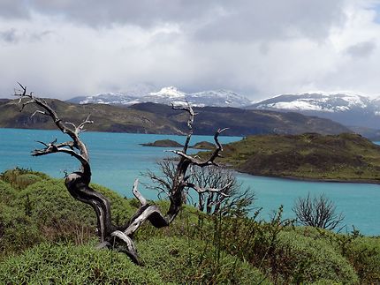 Arbre mort de Patagonie