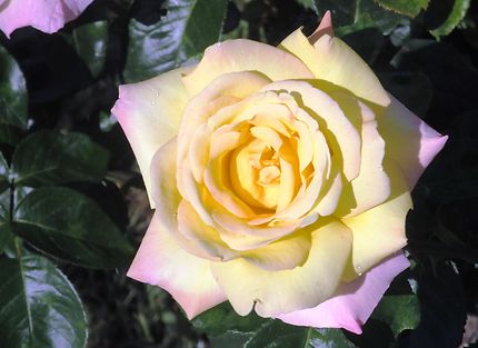 Jolie rose mauve