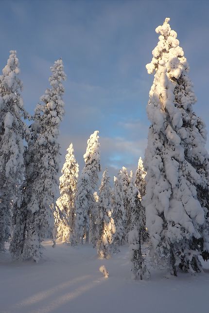 Forêt magique en Laponie finlandaise