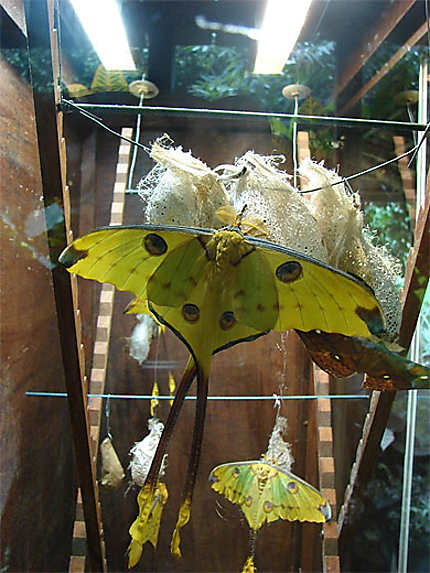 Chrysalide papillon